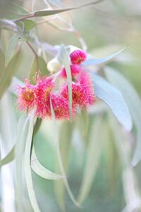 Fotografi Flowering eucalyptus trees, Sharon Lapkin