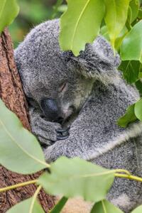 Fotografi Close-up of koala on tree,Forest Lake,Minnesota,United, SYED MUHAMMAD JUNAID / 500px