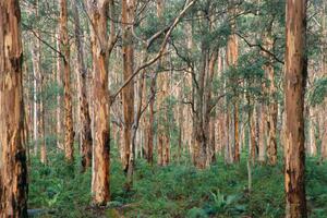 Fotografi Forest of Eucalyptus Trees, Grant Faint