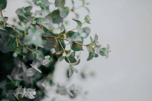 Fotografi potted eucalyptus gunni at home with copyspace, Carol Yepes