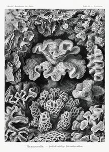 Bildreproduktion Hexacoralla–Sechsstrahlige Sternkorallen, Ernst Haeckel