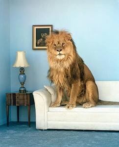 Fotografi Lion sitting on couch, Matthias Clamer