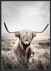 Nature Highland Cattle Poster 50x70 cm