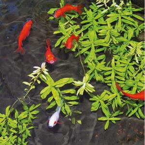 Ubbink Behandlingsmedel for damm Aqua Phos Adsorber 500 ml -