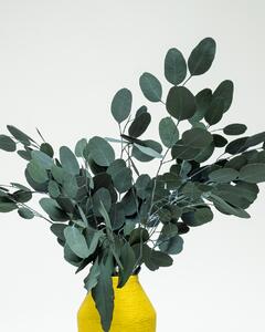 Eucalyptus Populus Grön – Konserverade Växter