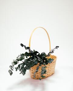 Eucalyptus Stuartiana Grön – Konserverade Växter