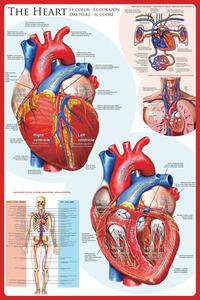 Poster, Affisch The heart