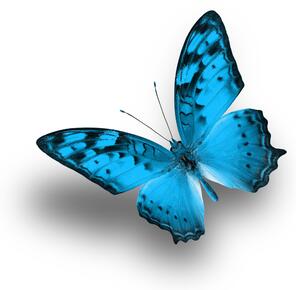 Tavla Blue Butterfly 30X30 Vit\|Blå - 30x30 cm