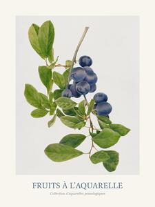 Bildreproduktion Plums (Watercolour Kitchen Fruit)