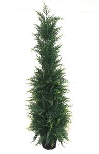 CYPRESS Konstgjord Växt 120cm -