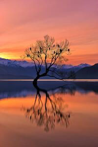 Fotografi Lone Tree is not Lonely, Mei Xu