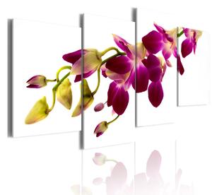 Tavla Orchids Glöd 80X45 Rosa\|Vit Blommor - Artgeist sp. z o. o