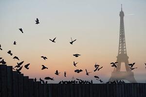 Fotografi Eiffel Tower, Pigeons, Peter Cade