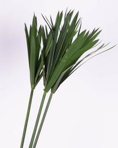 Papyrus – Konserverade Växter