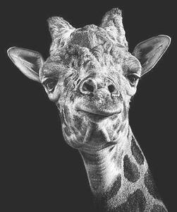 Fotografi Giraffe in Black and White, Malcolm MacGregor