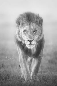 Fotografi Face to Face with Male Lion, Vicki Jauron, Babylon and Beyond Photography