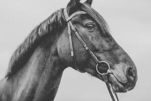 Fotografi Pferd Warmblut Sportpferd Portrait angeschnitten künstlerisch, Tabitha Arn