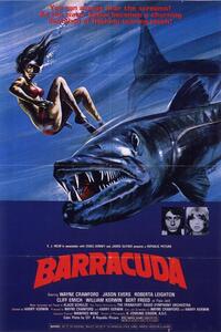 Illustration Barracuda