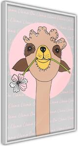 Inramad Poster / Tavla - Cute Llama - 20x30 Svart ram
