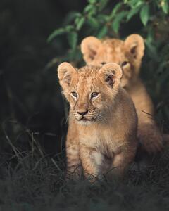 Konstfotografering Lion king, Ahmed Sobhi, (30 x 40 cm)