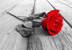 Fototapet - Abandoned Rose - Självhäftande 98x70