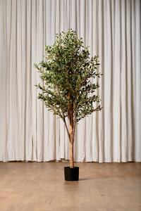 The Olive tree - Konstväxt