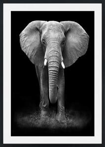 ELEPHANT Tavla med passpartou - 70x100cm