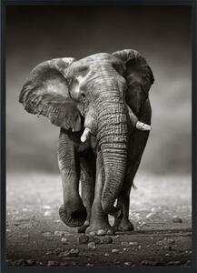 BIG ELEPHANT Tavla utan passpartou - 70x100cm