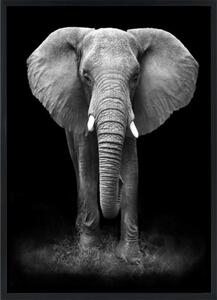 ELEPHANT Tavla utan passpartou - 50x70cm