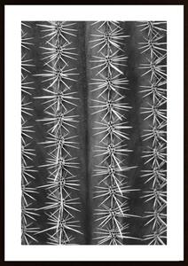 Cactus Black And White Poster