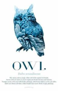 Owl - Scandinavian Wildlife poster - A4 Blå