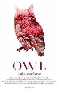 Owl - Scandinavian Wildlife poster - 40x50 Rosa