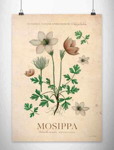 Härjedalen - Mosippa poster - A4