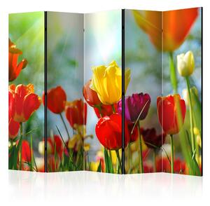 Rumsavdelare / Skärmvägg - Spring Tulips II - 225x172