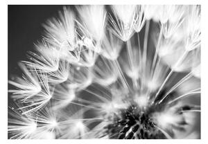 Fototapet - Dandelion: Kiss of the Morning - 100x70