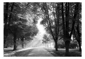 Fototapet - Path of Memories - 100x70