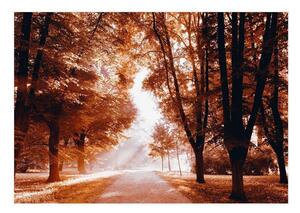 Fototapet - Autumn Park - 100x70