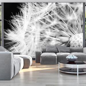 Fototapet - Black and white dandelion - 100x70