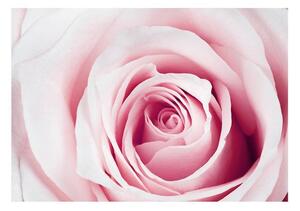 Fototapet - Rose maze - 150x105