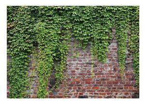 Fototapet - Brick and ivy - 100x70