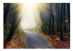 Fototapet - Road through the Forest - 150x105