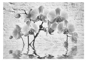 Fototapet - Orchid in Shades of Gray - 150x105