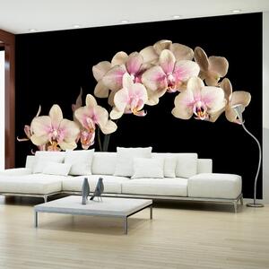 Fototapet - Blooming orkidé