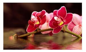 Fototapet - Vacker orkidé blommor på vattnet