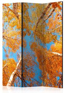 Rumsavdelare / Skärmvägg - Autumnal treetops - 135x172