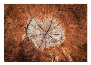 Fototapet - The Soul of a Tree - 100x70