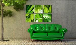Canvas Tavla - Fresh green leaves - 60x40
