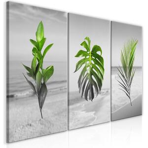 Canvas Tavla - Plants (Collection) - 60x30