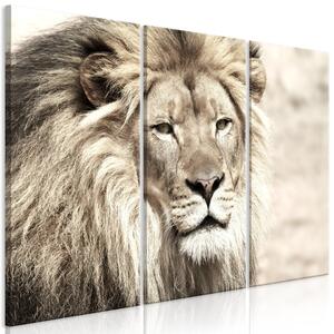 Canvas Tavla - The King of Beasts (3 delar) Beige - 90x60