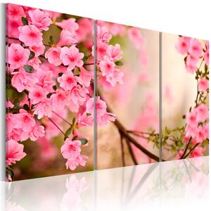 Canvas Tavla - Cherry flower - 60x40